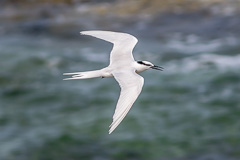 Black-naped Tern