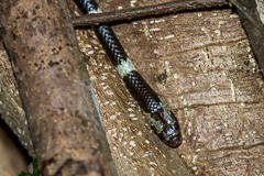 Davison's Bridled Snake