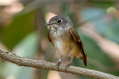 Ferruginous Flycatcher