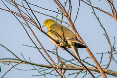 White-bellied Green Pigeon