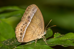 Purple Bushbrown