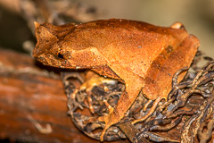 Malayan Horned Frog