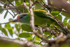 Turquoise-throated Barbet