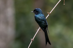 Bronzed Drongo