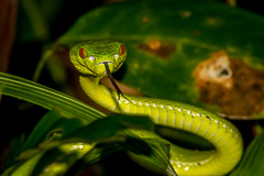 Pope's Pit Viper