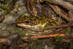  Tenasserim Cascade Frog 