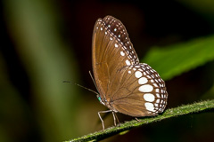 White Diadem