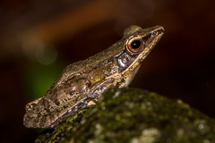 Chanthaburi Stream Frog