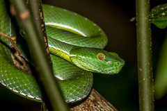 Cardamom Green Pit Viper