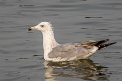 Mongolian Gull