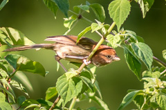 Eye-ringed Parrotbill