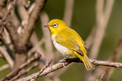 Indian White-eye