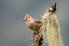 Rufous-vented Yuhina