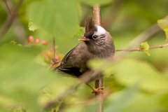 White-collared Yuhina