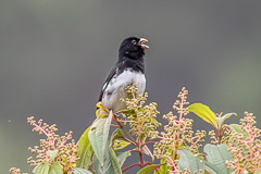 Black-and-white Seedeater