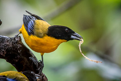 Black-chinned Mountain Tanager