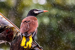 Baudo Oropendola