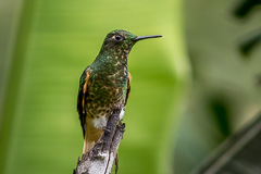 Buff-tailed Coronet