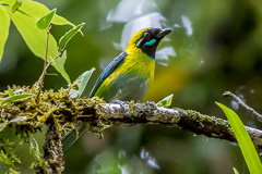 Blue-whiskered Tanager