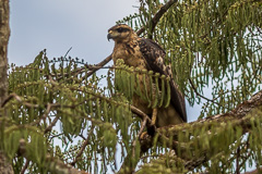 Great Black Hawk