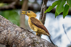 Cream-coloured Woodpecker