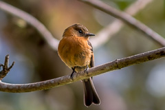 Cinnamon Flycatcher