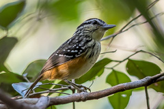 Imeri Warbling Antbird