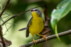 Golden-crowned Warbler