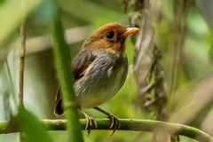 Hooded Antpitta