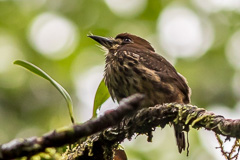 Lanceolated Monklet