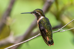 Purple-throated Woodstar