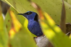 Red-legged Honeycreeper