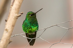 Short-tailed Emerald