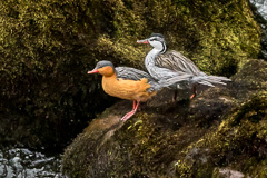 Torrent Duck