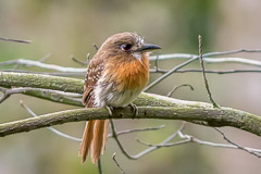 Moustached Puffbird