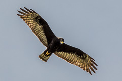 Zone-tailed Hawk