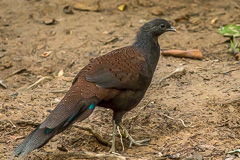 Mountain Peacock-Pheasant