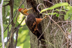 Orange-backed Woodpecker