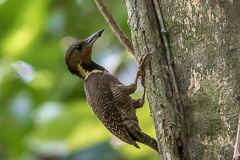 Buff-necked Woodpecker