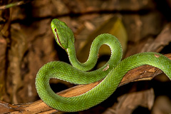 Pope's Pit Viper