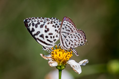 Spotted Pierrot