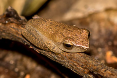 Doria's Bush Frog