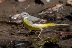 Grey Wagtail