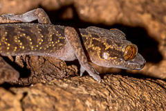Jarujin's Bent-toed Gecko