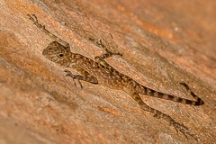Phu Wua Lizard