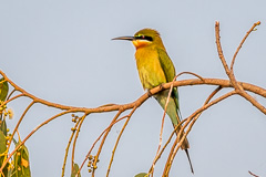 Blue-tailed Bee-eater