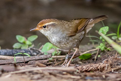 Chestnut-crowned Bush Warbler