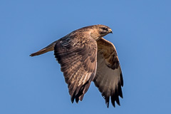 Eastern Buzzard