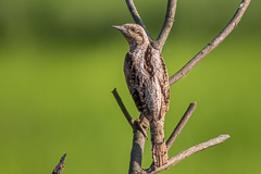 Eurasian Wryneck