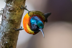 Green-tailed Sunbird